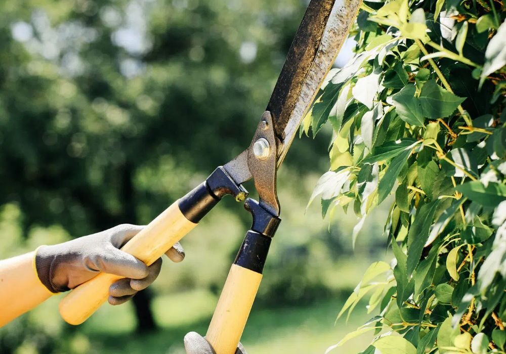 Lawn Maintenance in Calgary